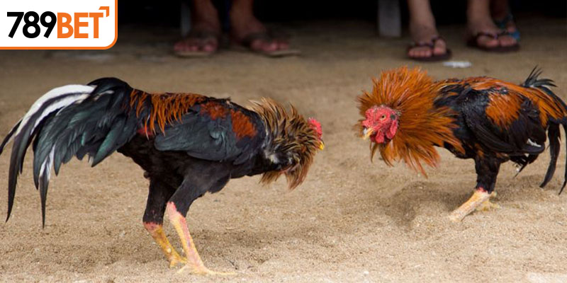 Tổng hợp một số hình thức đá gà Campuchia