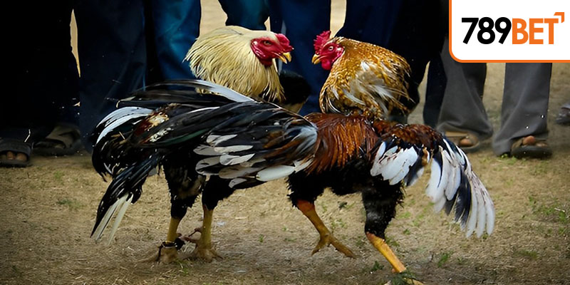 Lý do nên theo dõi chọi gà nòi là gì