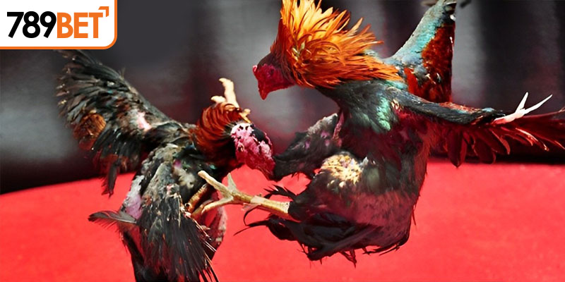 Xem đá gà nòi ở đâu đảm bảo hấp dẫn và uy tín